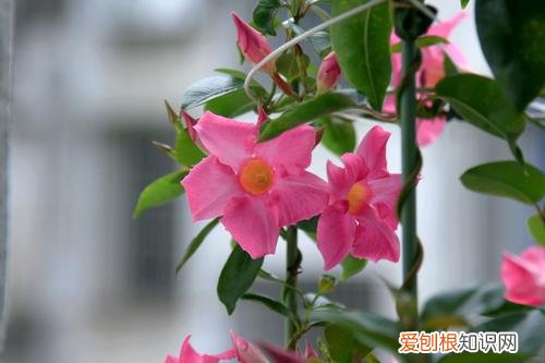 飘香藤花期后怎样护养 飘香藤这样养护就能开花多，花期长！