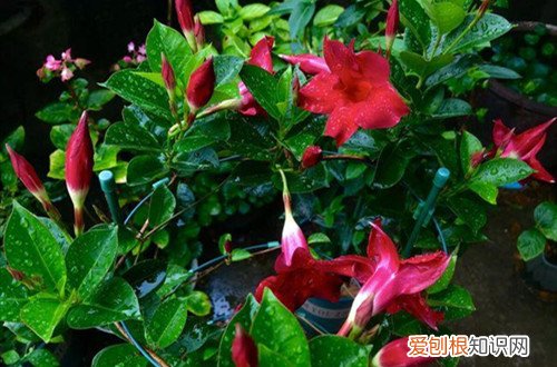 飘香藤花期后怎样护养 飘香藤这样养护就能开花多，花期长！
