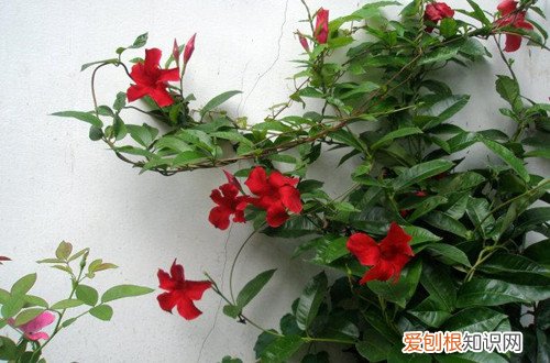 飘香藤花期后怎样护养 飘香藤这样养护就能开花多，花期长！
