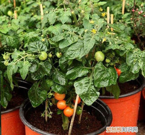 圣女果只开花落花不结果 圣女果落花落果有哪些原因？如何保花保果？