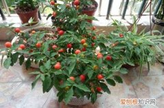 圣女果只开花落花不结果 圣女果落花落果有哪些原因？如何保花保果？