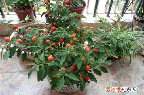 圣女果只开花落花不结果 圣女果落花落果有哪些原因？如何保花保果？