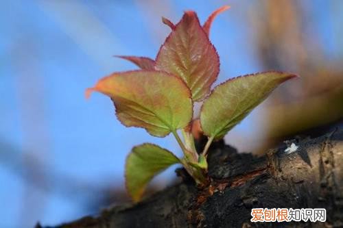 梅花树叶子发黄怎么办 梅花叶子发黄怎么办？怎么救？