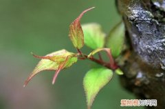 梅花树叶子发黄怎么办 梅花叶子发黄怎么办？怎么救？