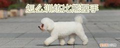 怎么训练比熊握手，怎么训练比熊握手姿势