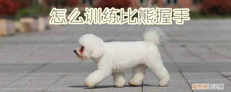 怎么训练比熊握手，怎么训练比熊握手姿势