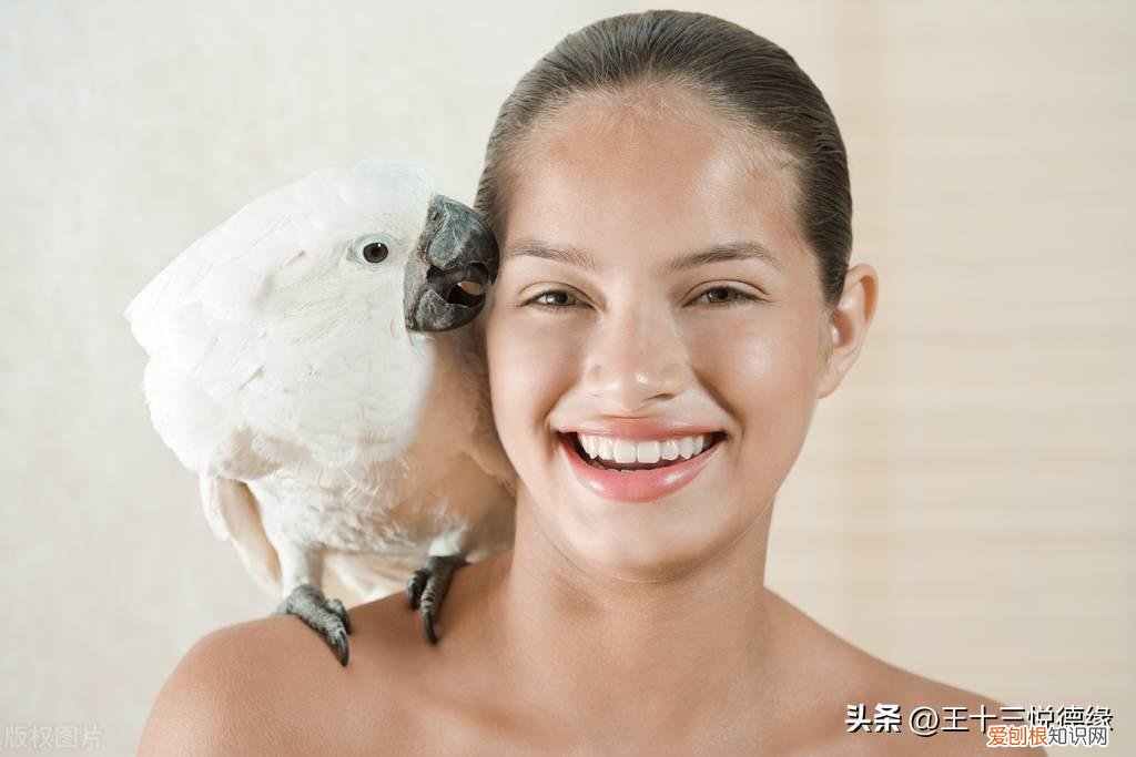 为什么鹦鹉总咬人怎么办 ，鹦鹉为什么爱咬人？