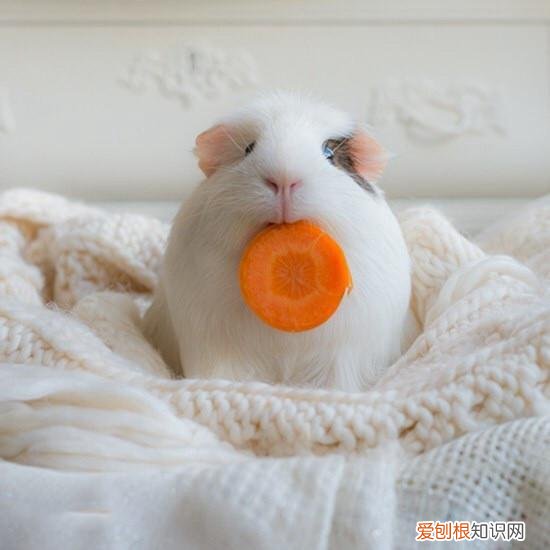 荷兰猪亲人还是仓鼠亲人 ，荷兰仓鼠怎样养？
