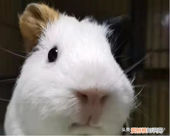 荷兰猪为什么越养越瘦 ，荷兰猪瘦了但是吃喝正常？