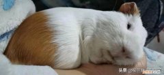 荷兰猪为什么越养越瘦 ，荷兰猪瘦了但是吃喝正常？