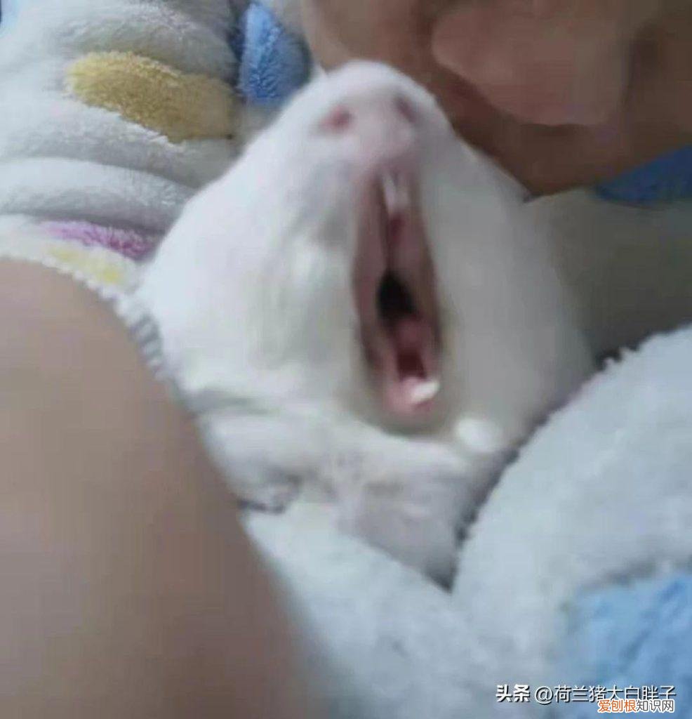 荷兰猪为什么越养越瘦 ，荷兰猪瘦了但是吃喝正常？