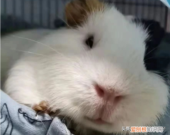 荷兰猪为什么越养越瘦 ，荷兰猪瘦了但是吃喝正常？