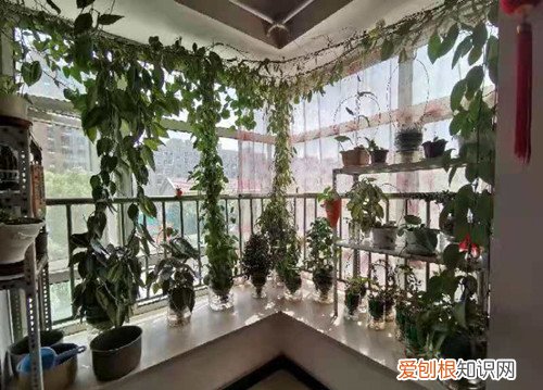 球兰花墙图片 球兰花还能这样养，长了满满的一面墙，看花友的分享！