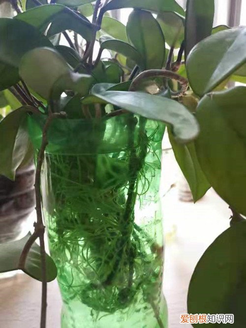 球兰花墙图片 球兰花还能这样养，长了满满的一面墙，看花友的分享！