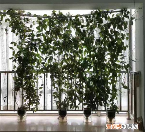 球兰花墙图片 球兰花还能这样养，长了满满的一面墙，看花友的分享！