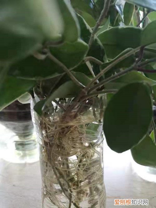 球兰花墙图片 球兰花还能这样养，长了满满的一面墙，看花友的分享！