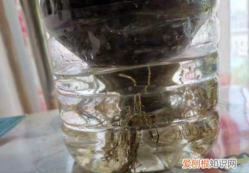 球兰花墙图片 球兰花还能这样养，长了满满的一面墙，看花友的分享！