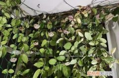 球兰花墙图片 球兰花还能这样养，长了满满的一面墙，看花友的分享！