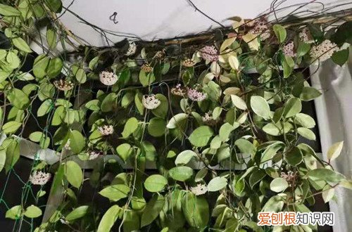 球兰花墙图片 球兰花还能这样养，长了满满的一面墙，看花友的分享！