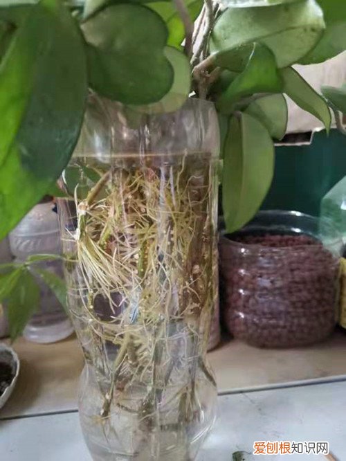 球兰花墙图片 球兰花还能这样养，长了满满的一面墙，看花友的分享！