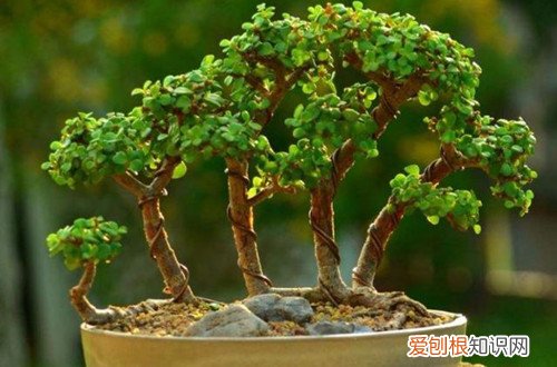 金枝玉叶叶子发黄怎么办?怎么解决呢 金枝玉叶叶子发黄怎么办？怎么解决？
