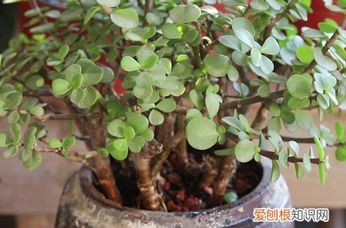金枝玉叶叶子发黄怎么办?怎么解决呢 金枝玉叶叶子发黄怎么办？怎么解决？