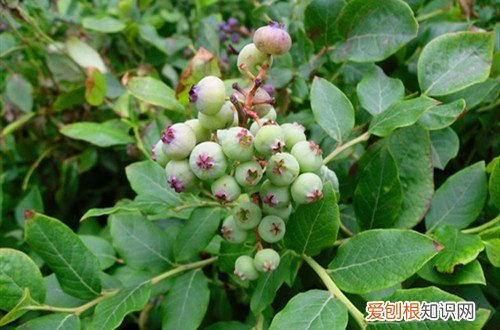 蓝莓要几年开花结果 蓝莓养多长时间会开花？几年能结果？你关心的问题都在这里！