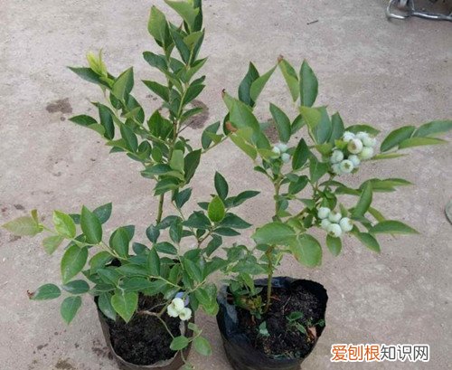 蓝莓要几年开花结果 蓝莓养多长时间会开花？几年能结果？你关心的问题都在这里！