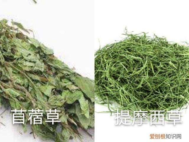 荷兰猪怎么养殖技术 ，荷兰猪怎么养才听话？