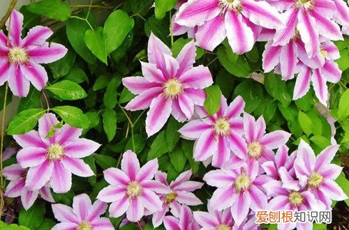 铁线莲叶边干枯是什么原因 铁线莲叶子干枯怎么办？有可能是这五个原因引起的！