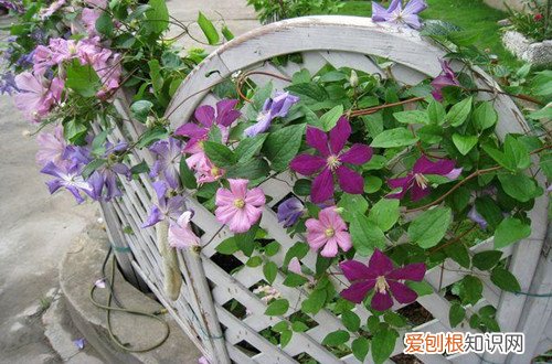 铁线莲叶边干枯是什么原因 铁线莲叶子干枯怎么办？有可能是这五个原因引起的！