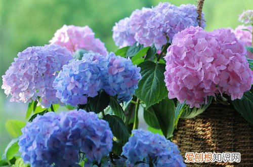 无尽夏叶子枯萎怎么办?怎么救治 无尽夏叶子枯萎怎么办？怎么救？