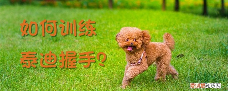 如何训练泰迪握手，如何教会泰迪握手