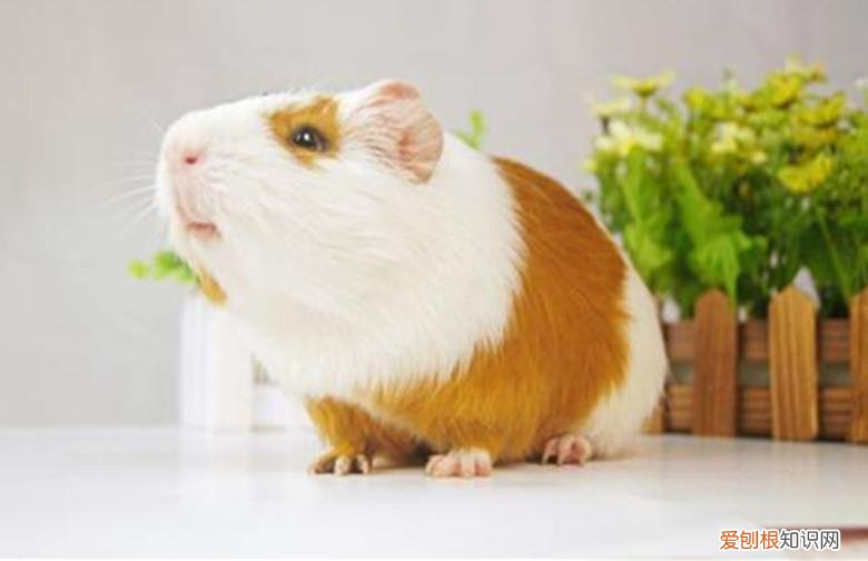 养荷兰猪需要注意的事项 ，养荷兰猪的乐趣？