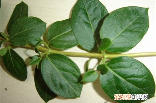 金银花可以扦插吗怎样扦插 金银花怎么扦插才能提高成活率呢？