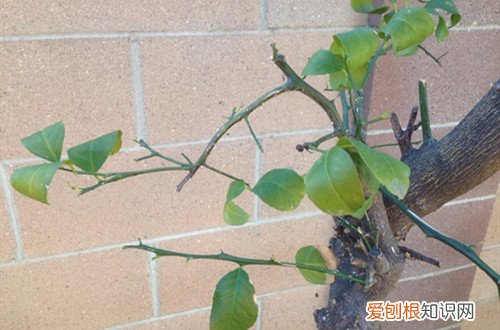 柠檬树长的单枝应该如何修剪 柠檬树要合理修剪，有利于发侧枝和开花结果！