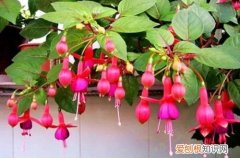 倒挂金钟叶子蔫下垂花苞干枯 倒挂金钟花苞干枯怎么办？还有救吗？