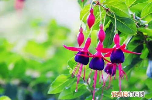 倒挂金钟叶子蔫下垂花苞干枯 倒挂金钟花苞干枯怎么办？还有救吗？