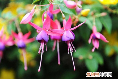 倒挂金钟叶子蔫下垂花苞干枯 倒挂金钟花苞干枯怎么办？还有救吗？