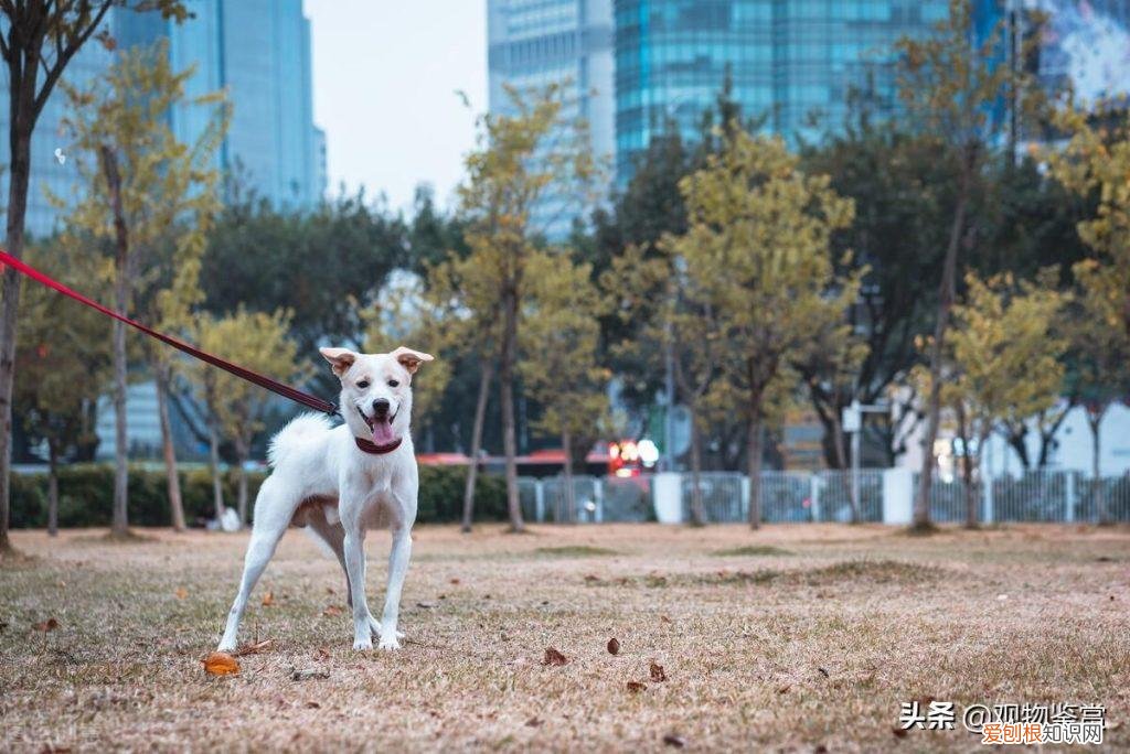 抓兔子的狗叫什么狗 ，抓兔子的犬叫什么名字？