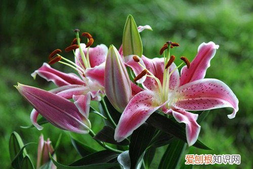 百合花苞枯萎怎么回事 百合花花苞发黄枯萎了怎么办？怎么救？