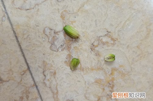 百合花苞枯萎怎么回事 百合花花苞发黄枯萎了怎么办？怎么救？