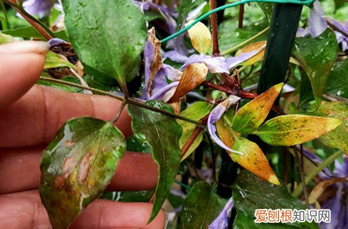 金线莲叶子发黄怎么处理 铁线莲叶子发黄怎么办？怎么救？