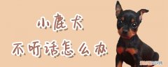 小鹿犬不听话怎么办，小鹿犬怎么养才听话