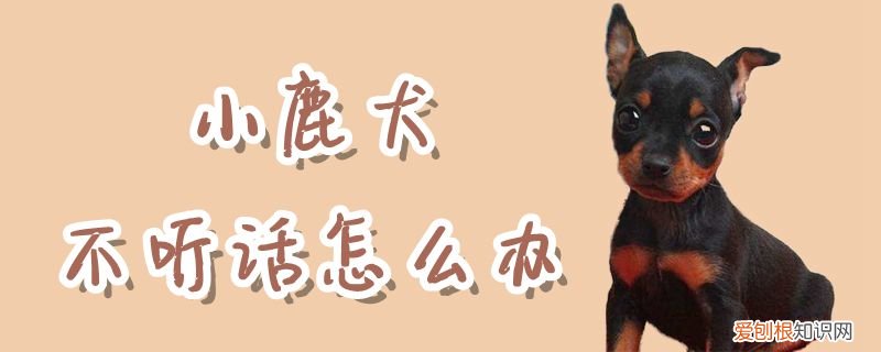 小鹿犬不听话怎么办，小鹿犬怎么养才听话