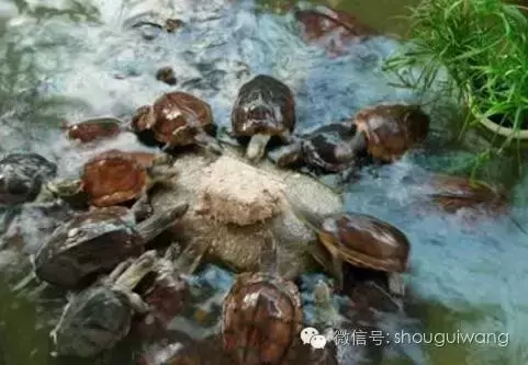 养龟坏处 ，养龟影响健康吗？