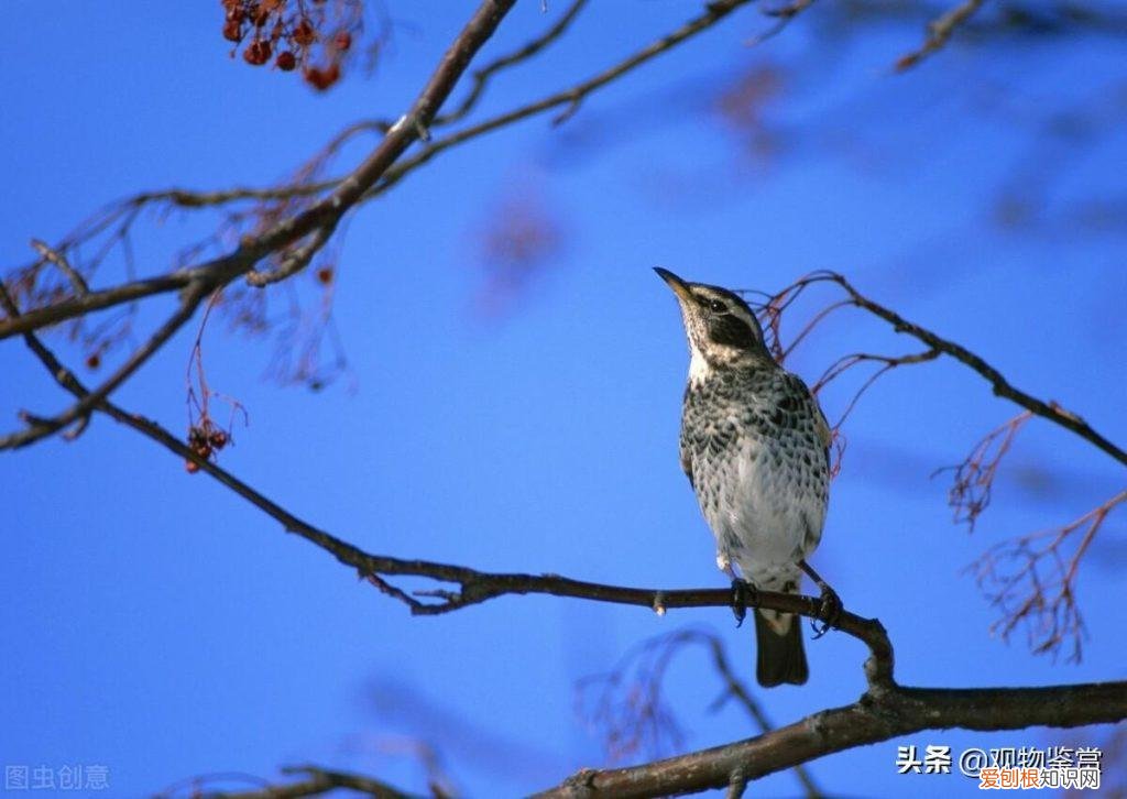 画眉鸟吃丁猛 ，画眉鸟吃钉蜢？