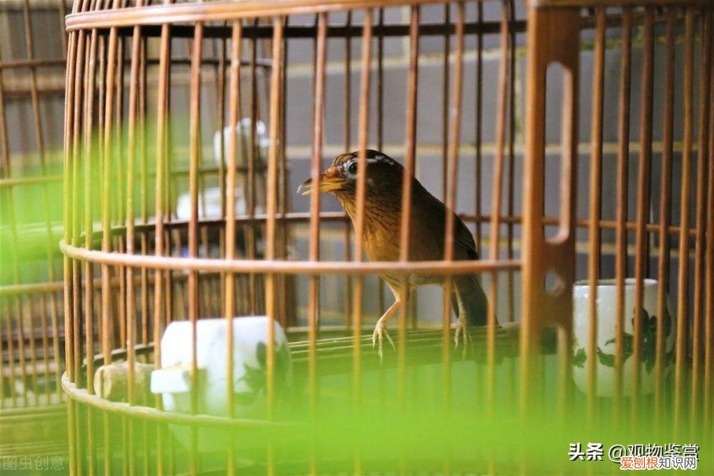 画眉鸟吃丁猛 ，画眉鸟吃钉蜢？
