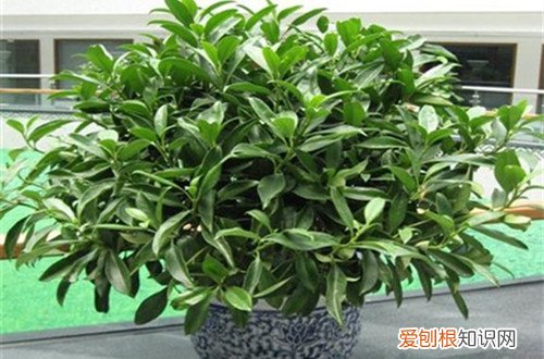 非洲茉莉有黄叶怎么回事 非洲茉莉黄叶子怎么办？有什么解决方法？