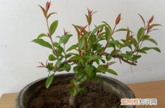 石榴树叶子变黄怎么办 盆栽石榴树叶子黄叶怎么办呢？怎么救？